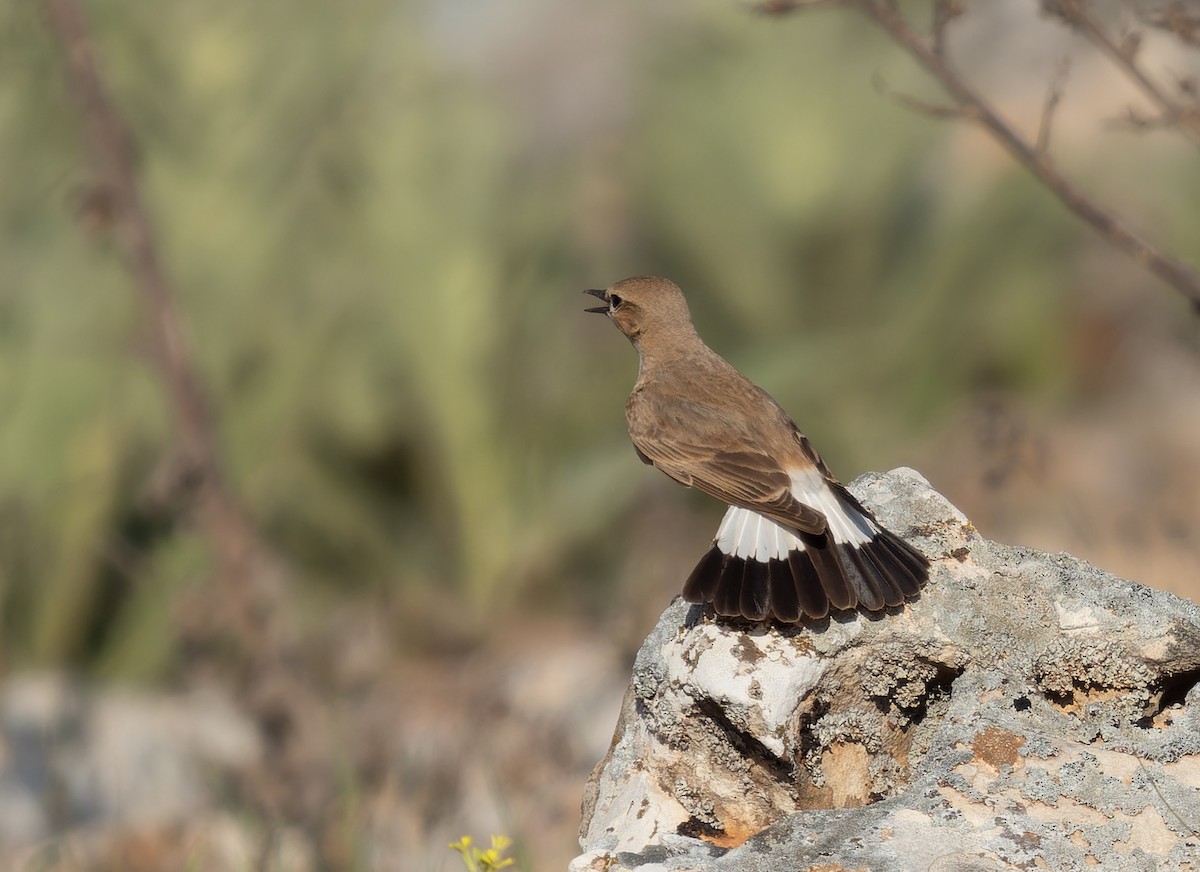 Isabelline Wheatear - ML460008161