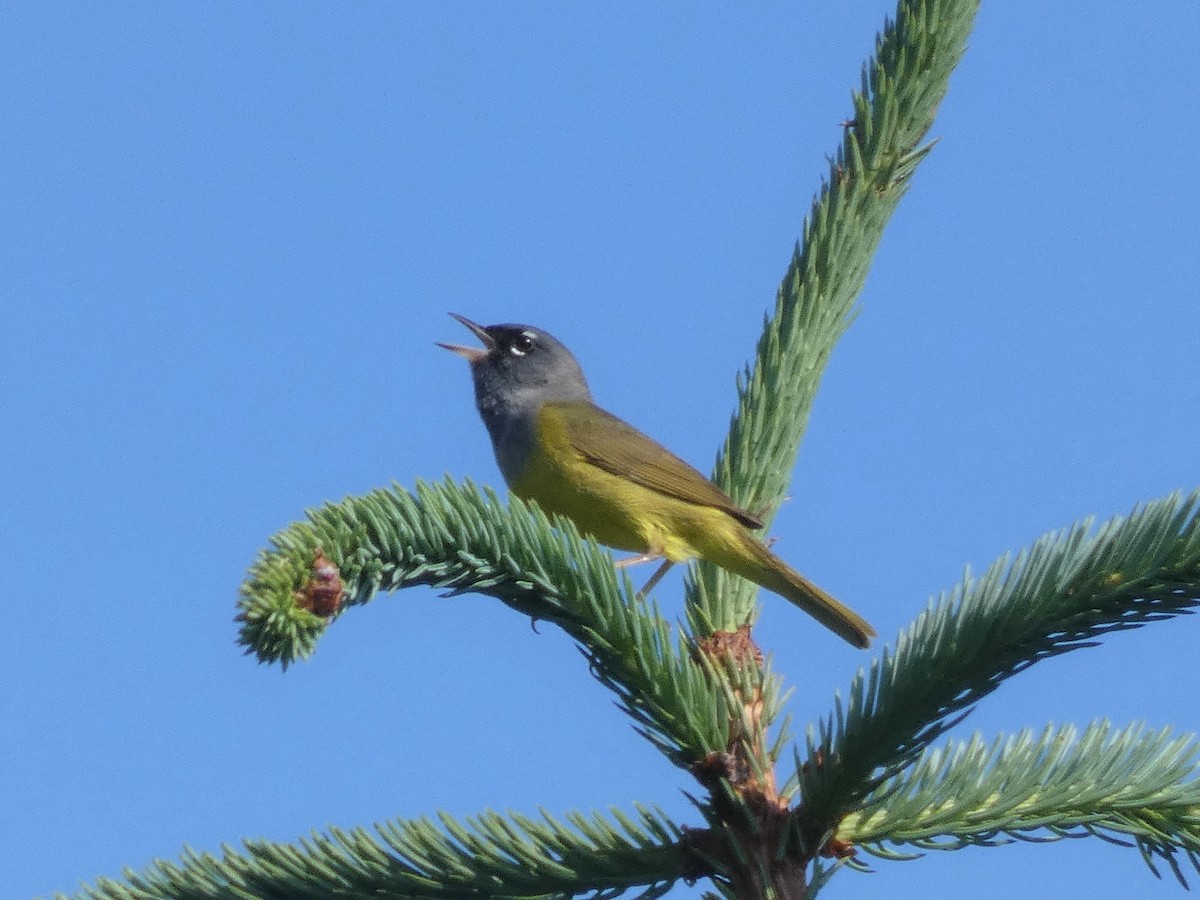 MacGillivray's Warbler - Patty Rose