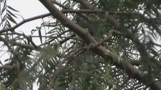 Black-and-chestnut Warbling Finch - ML460010401