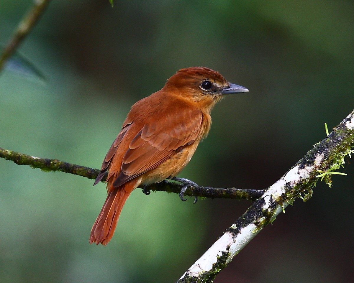 Anambé Canelo - ML46001051