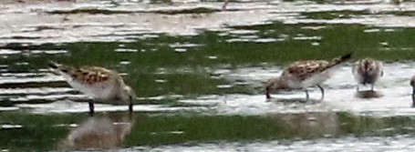 White-rumped Sandpiper - ML460011371