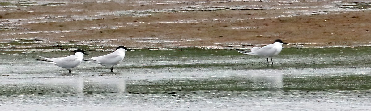 Gull-billed Tern - Harvey  Tomlinson