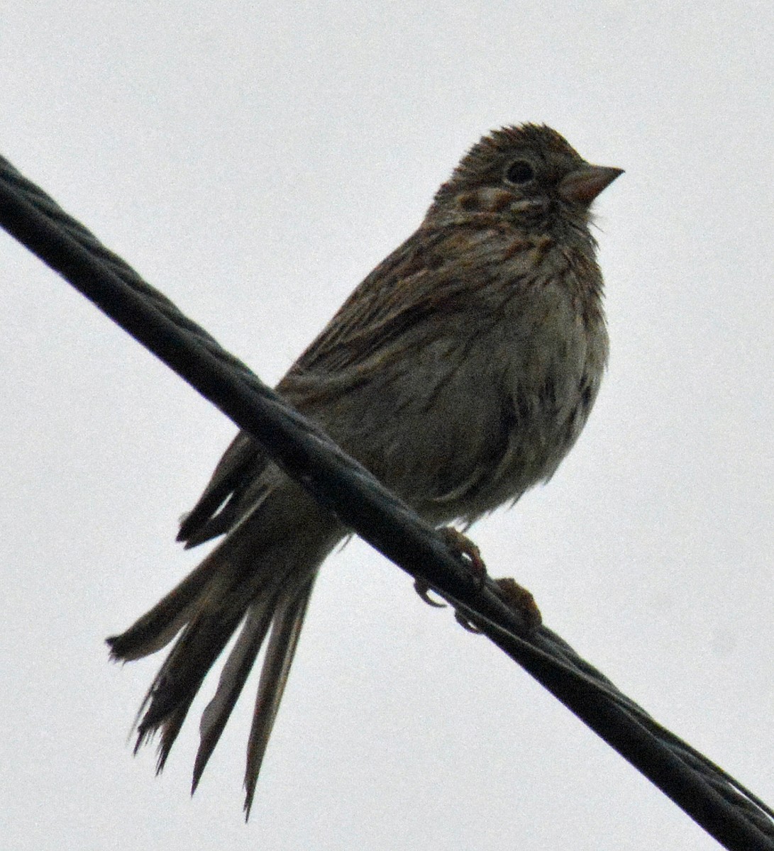 Vesper Sparrow - ML460012141