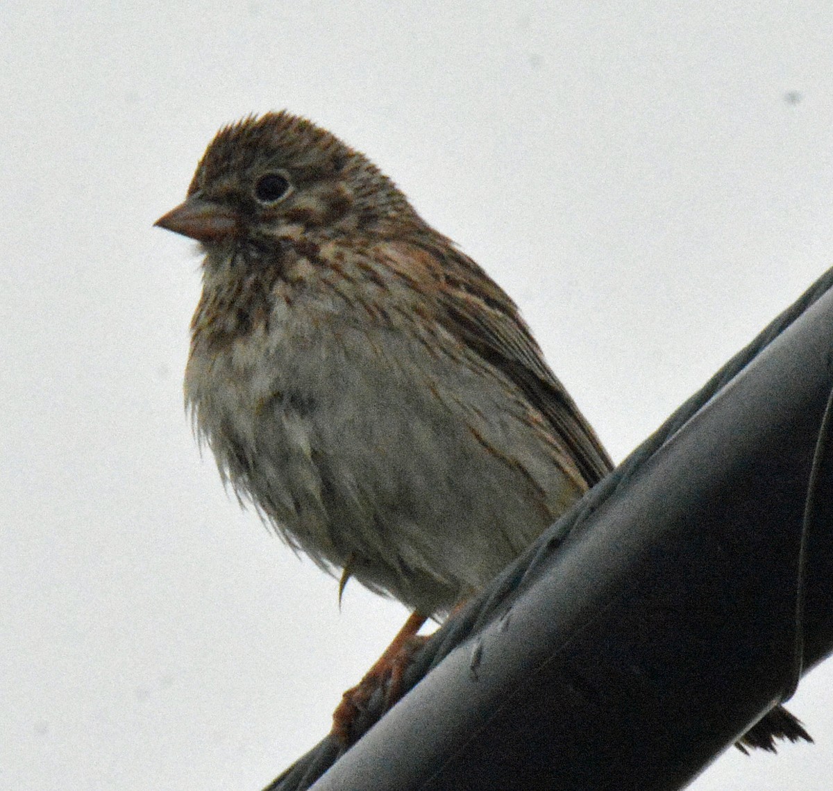 Vesper Sparrow - ML460012151