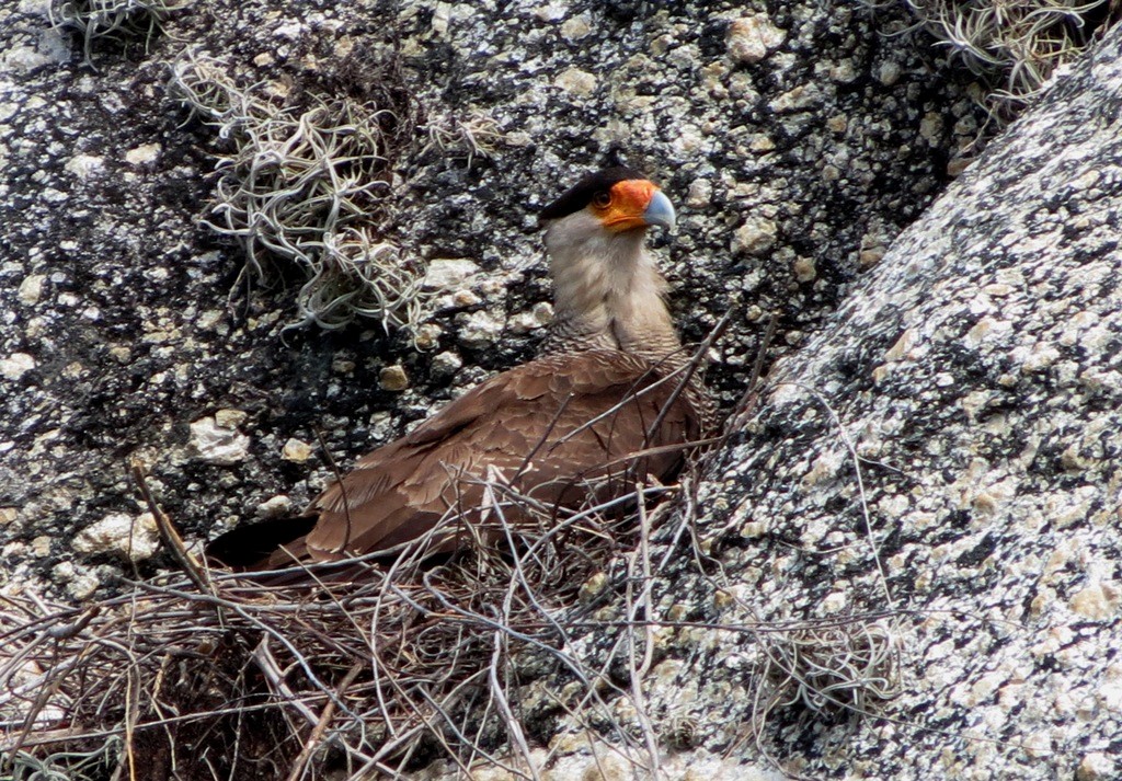 Crested Caracara - Elby Anderson A Silva