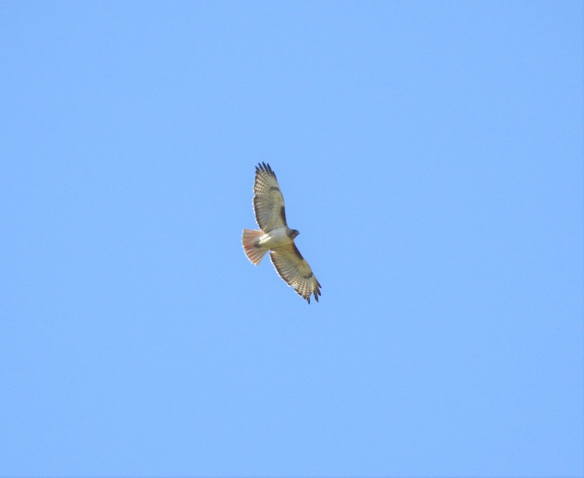 Red-tailed Hawk - ML460012881