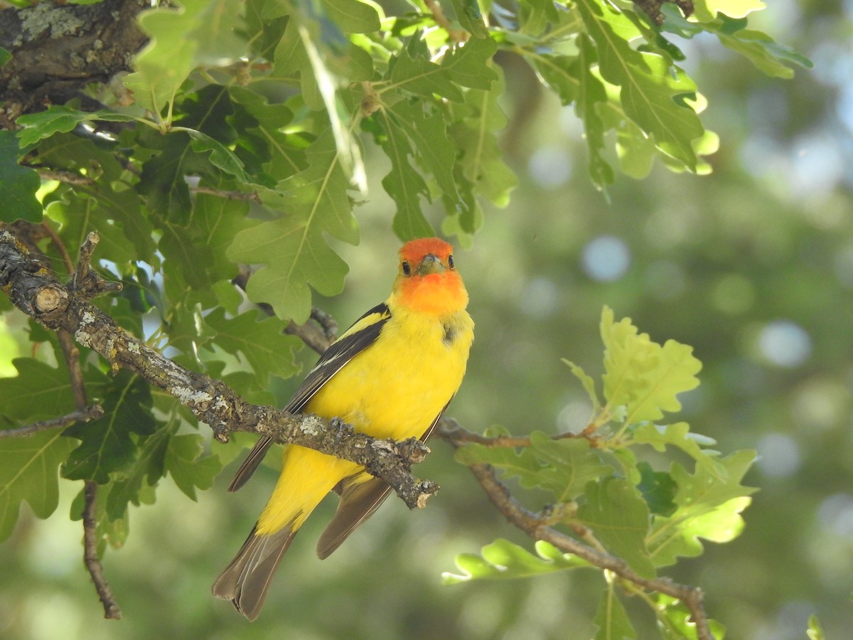 Western Tanager - ML460013201