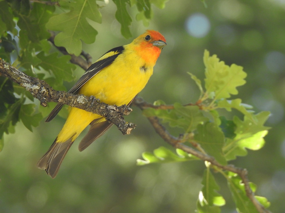 Western Tanager - ML460013231