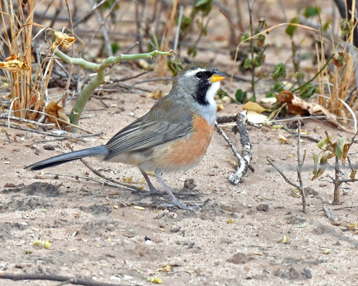 Many-colored Chaco Finch - ML460016051