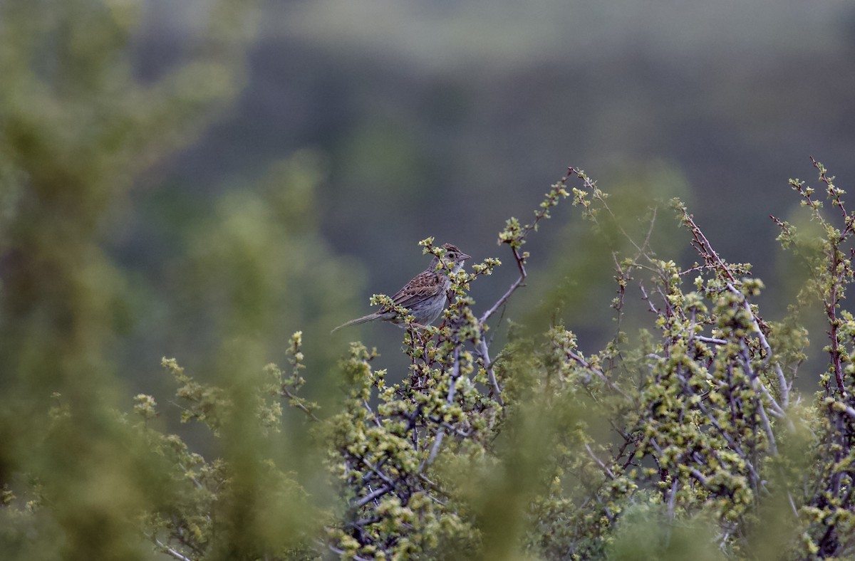 Cassin's Sparrow - ML460017271