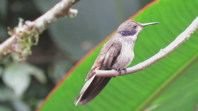 Brown Violetear - ML460017731