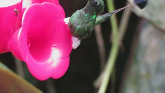 Colibrí de Raquetas Faldiblanco - ML460017841