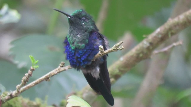 Crowned Woodnymph (Green-crowned) - ML460018791