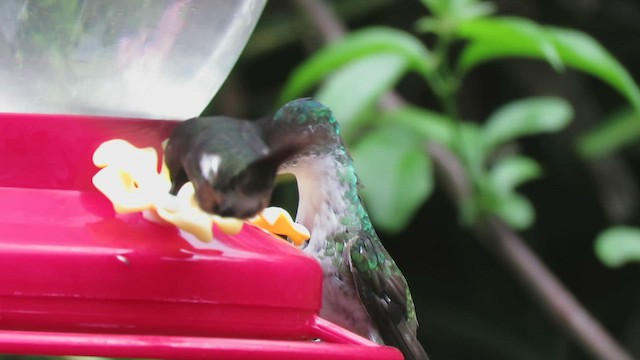 Andean Emerald - ML460019011