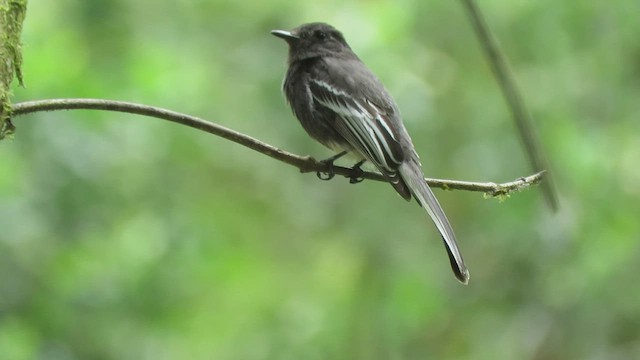 Black Phoebe - ML460019661