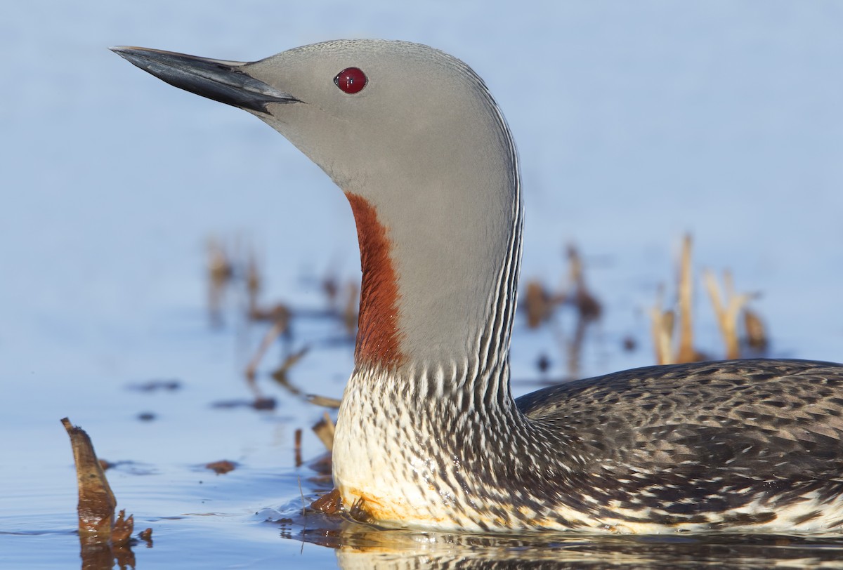 Red-throated Loon - ML460021451