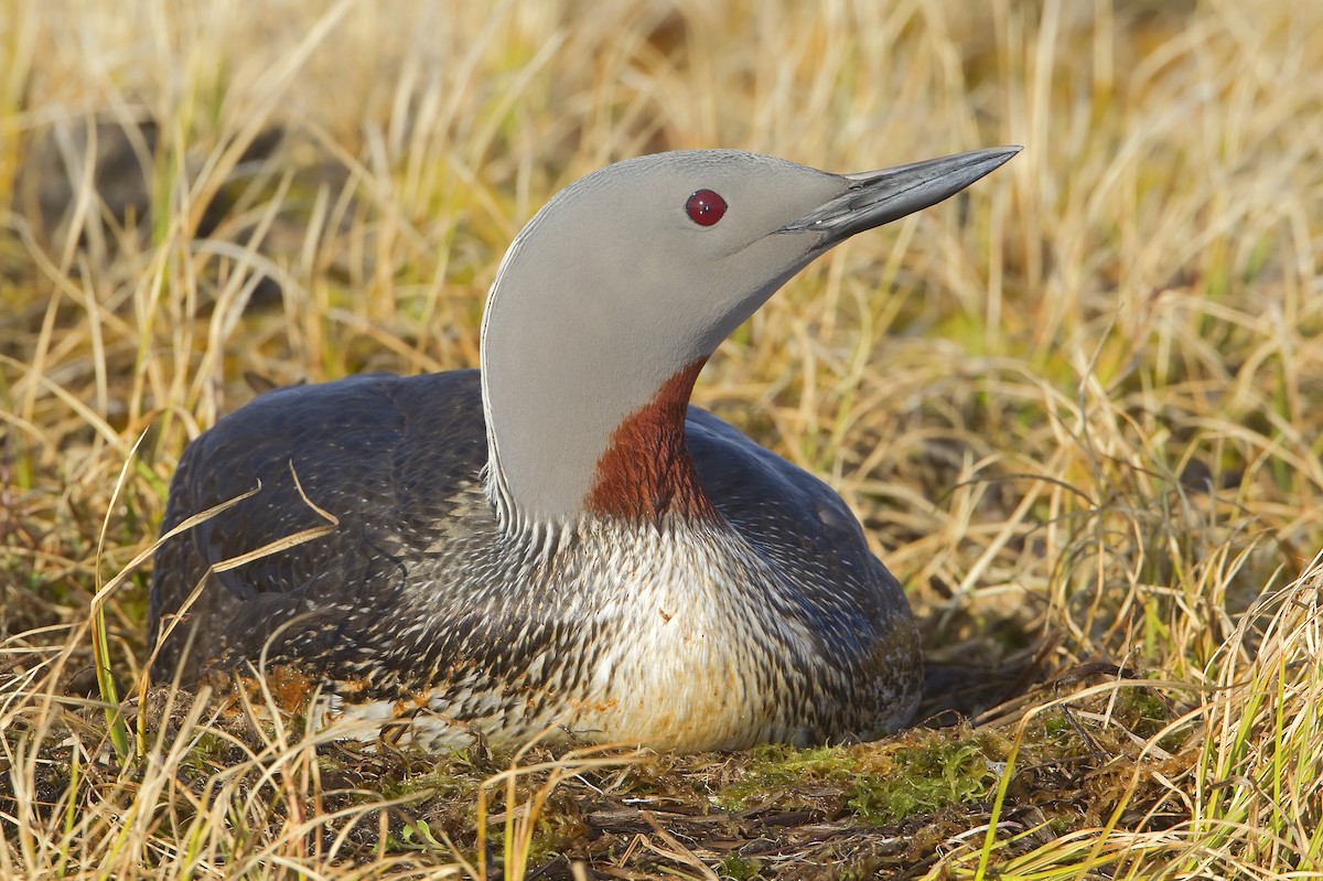 Red-throated Loon - ML460021461