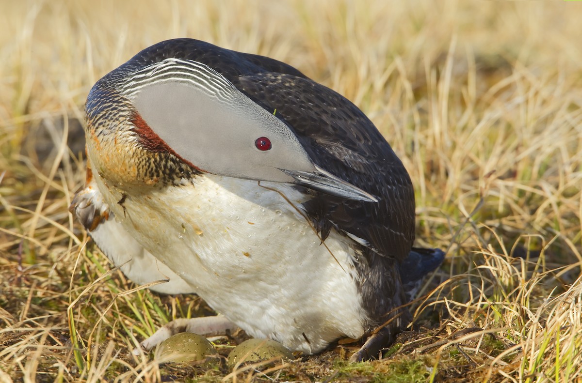 Red-throated Loon - ML460021471
