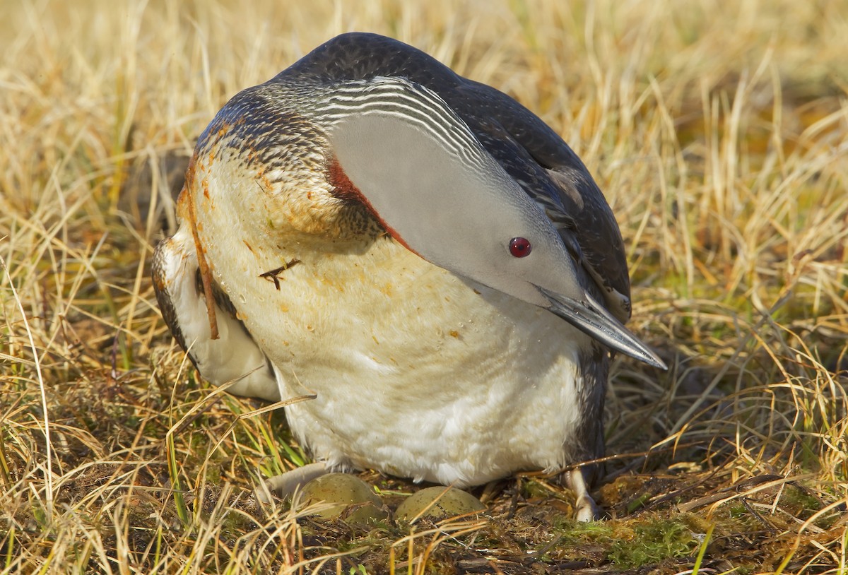 Red-throated Loon - ML460021481