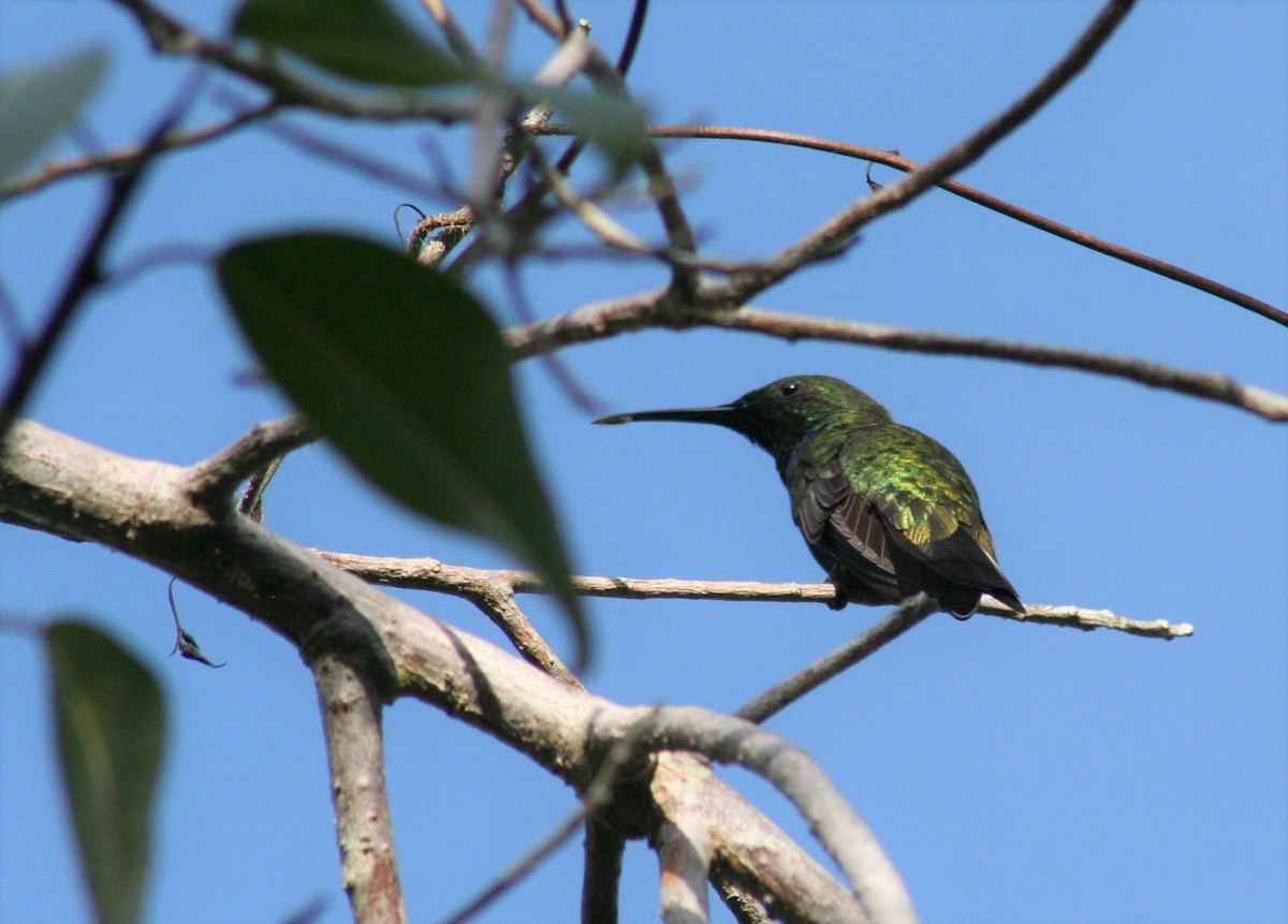 Mango Dominicano (dominicus) - ML46002261