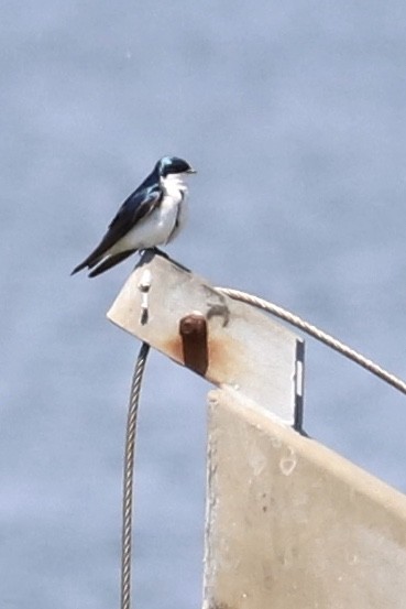 Golondrina Bicolor - ML460023111