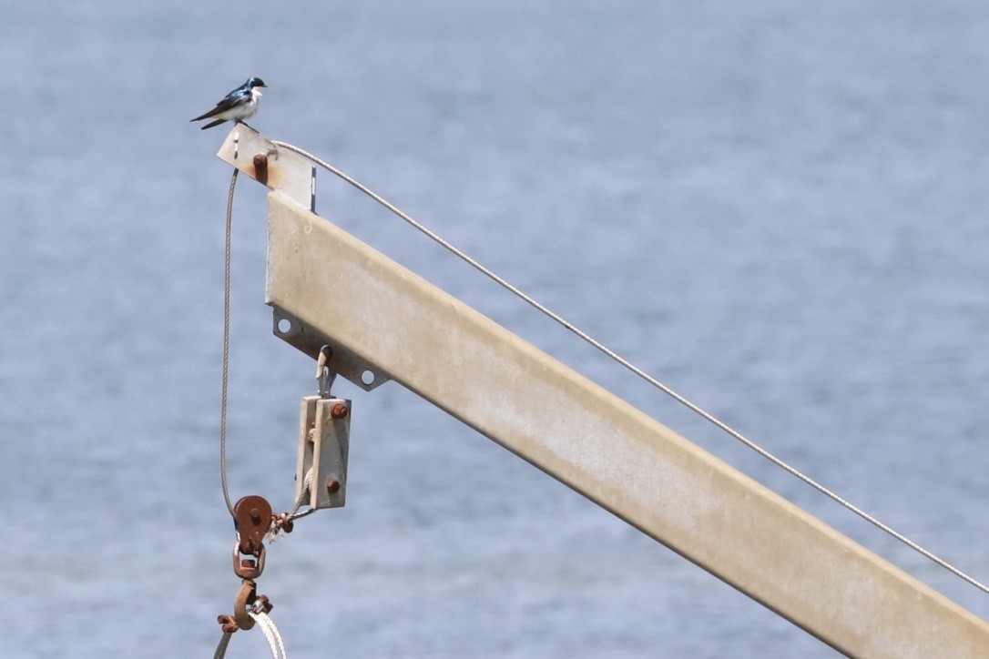 Tree Swallow - ML460023121