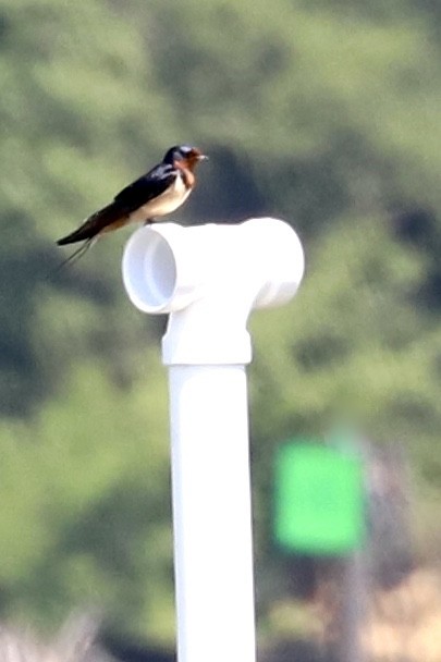 Barn Swallow - ML460023161