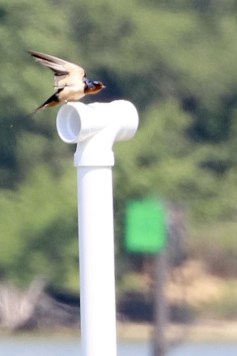 Barn Swallow - ML460023171