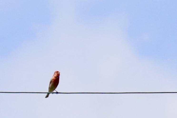 House Finch - ML460023601