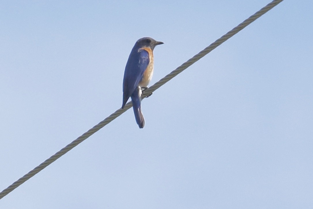 Eastern Bluebird - ML460023641