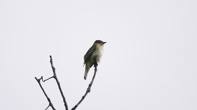 Alder Flycatcher - ML460023671