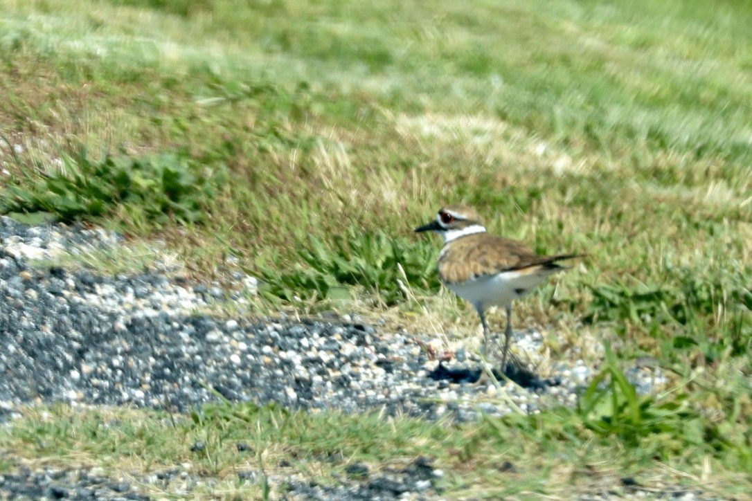 Killdeer - ML460023711