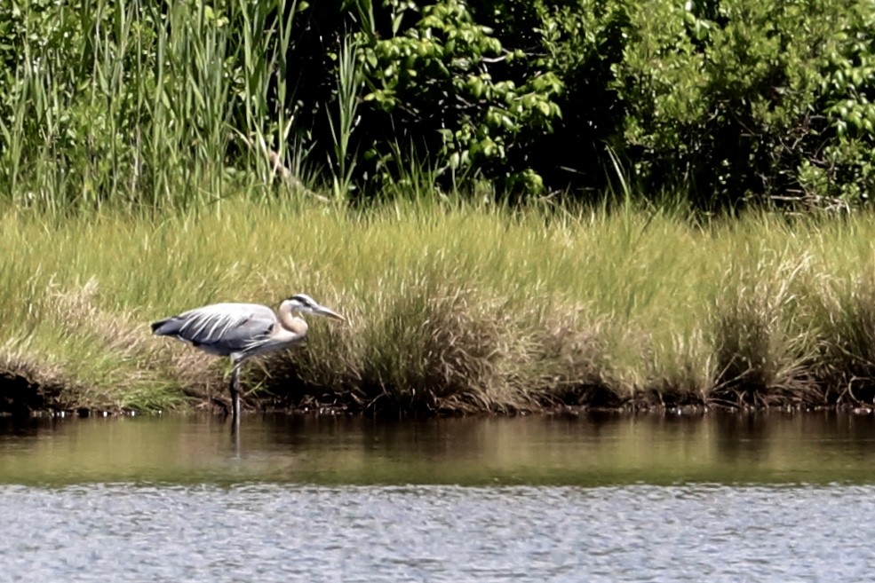 Great Blue Heron - ML460024071