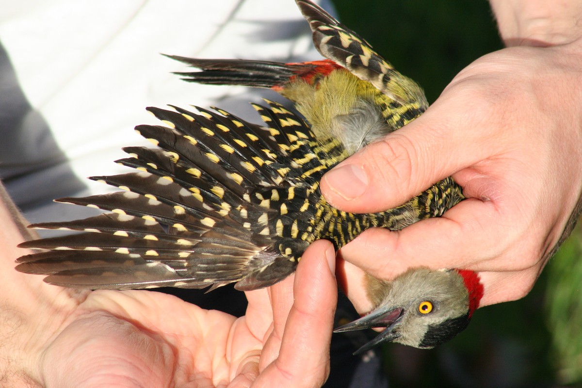 Hispaniolan Woodpecker - Brendan  Fogarty