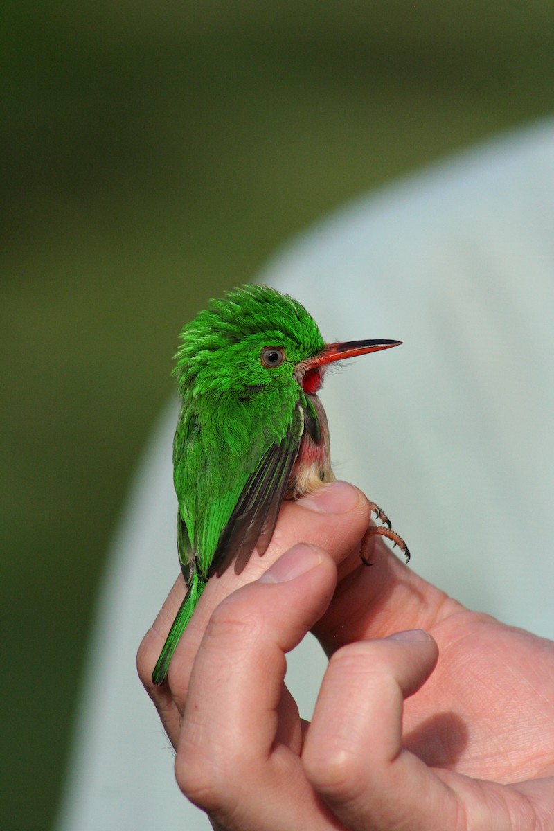 Broad-billed Tody - Brendan Fogarty