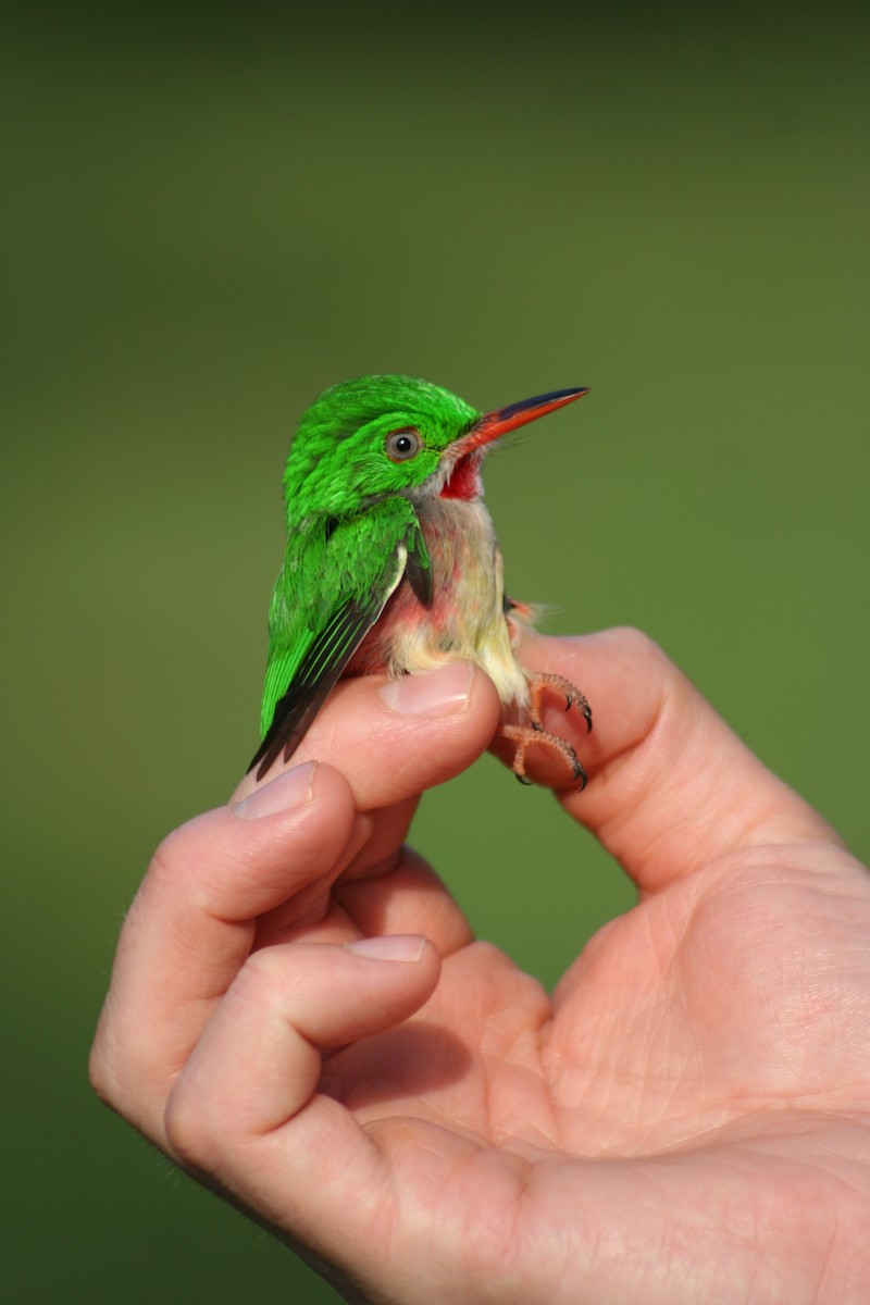 Broad-billed Tody - Brendan Fogarty