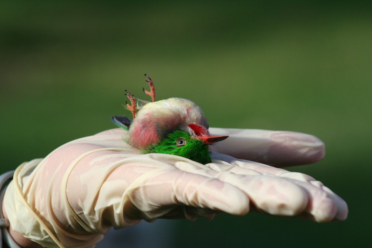 Broad-billed Tody - Brendan  Fogarty