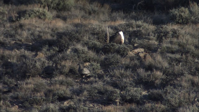 Gunnison Sage-Grouse - ML460029