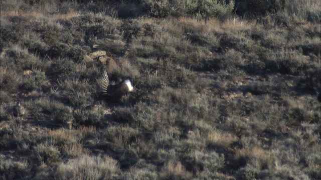 Tétras du Gunnison - ML460030