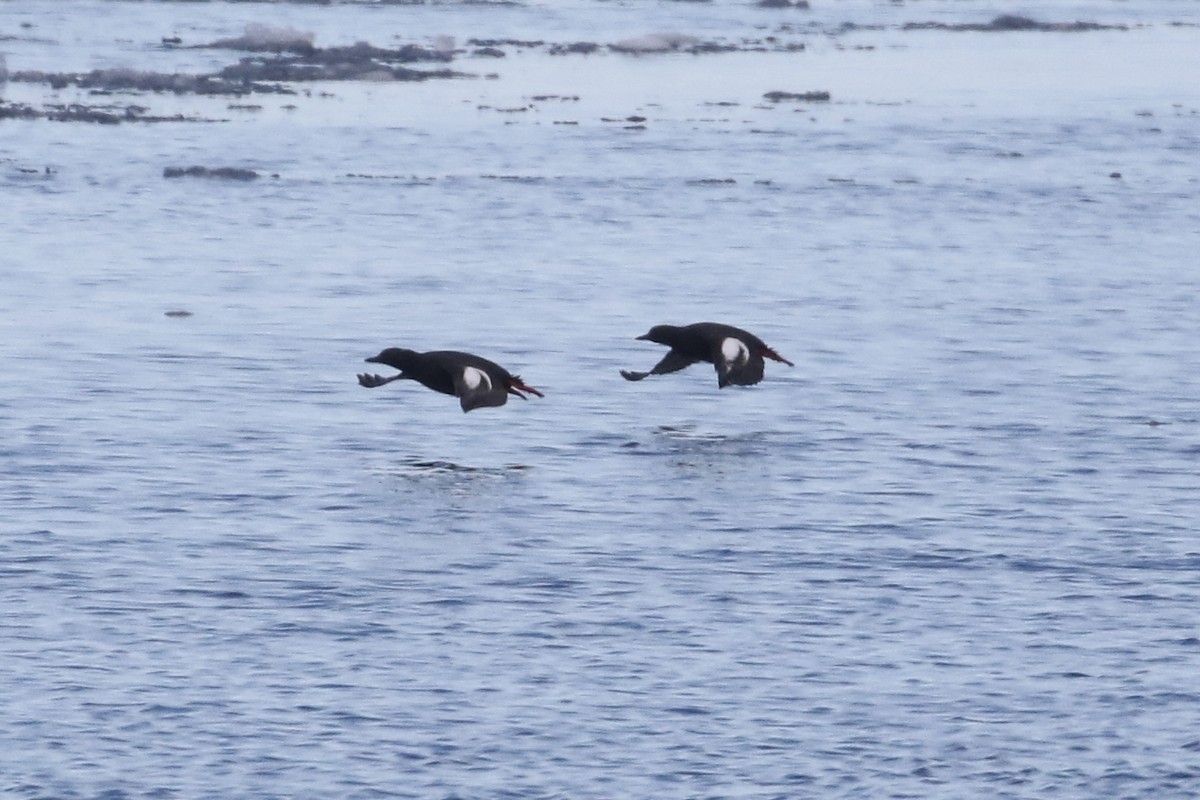 Pigeon Guillemot - ML460030001