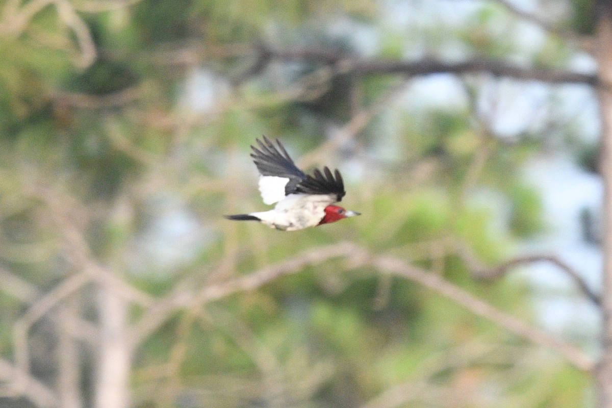 Red-headed Woodpecker - barbara segal