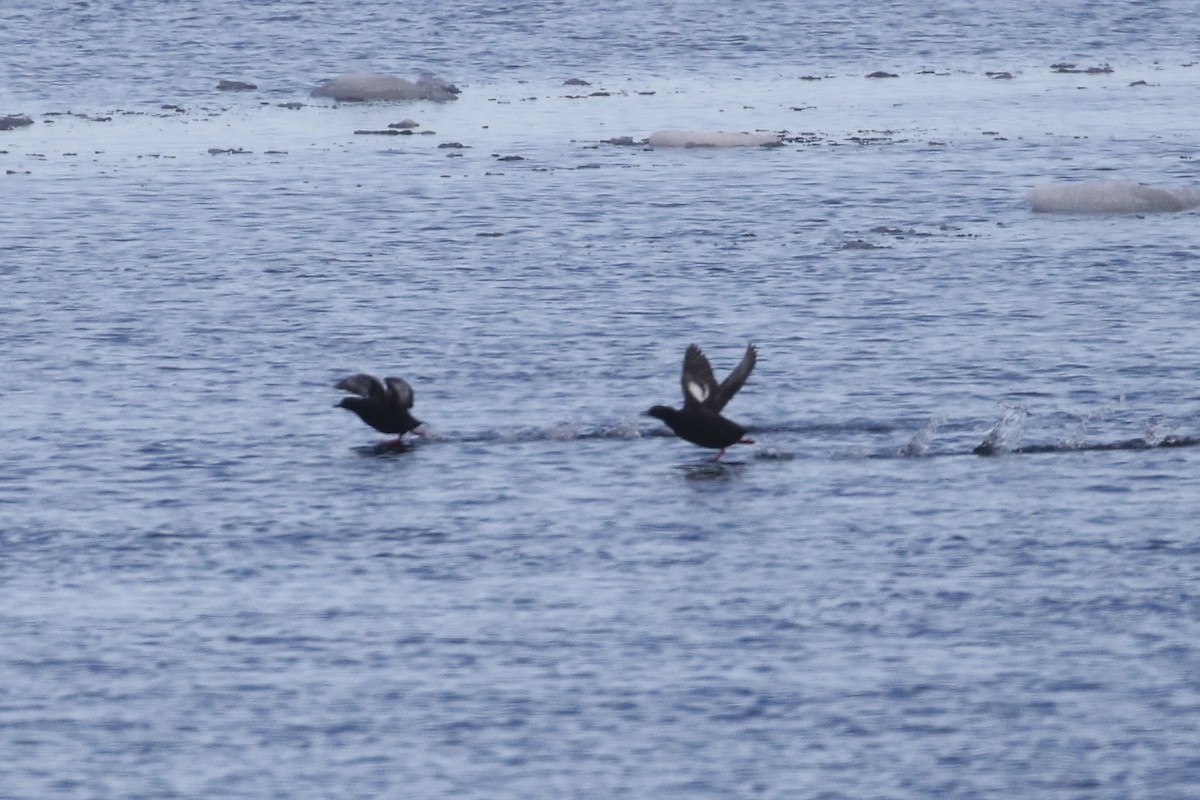 Pigeon Guillemot - Carol Ortenzio