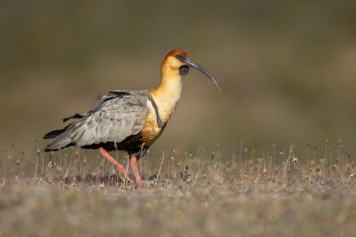 Black-faced Ibis - ML460030591