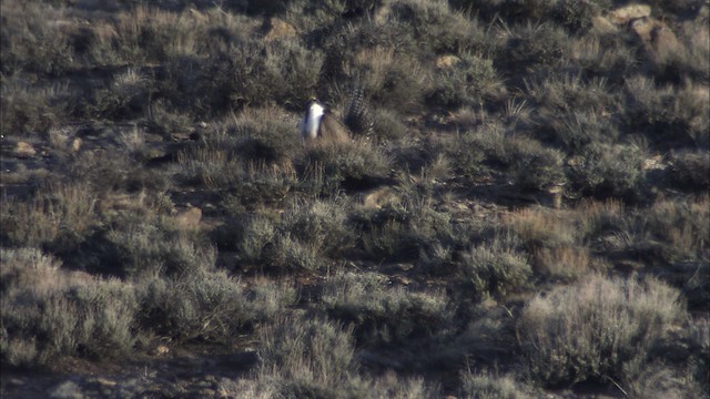 Gunnison-Beifußhuhn - ML460031