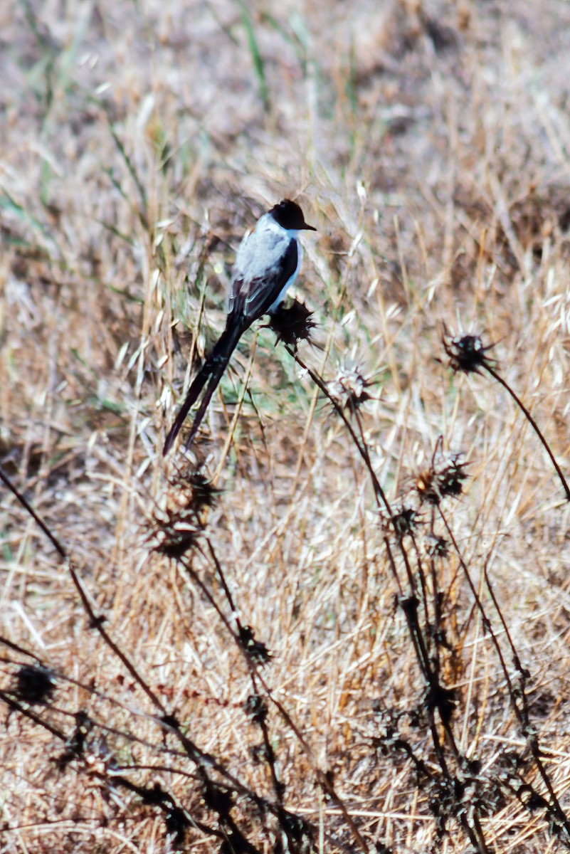Fork-tailed Flycatcher - Dan Brown