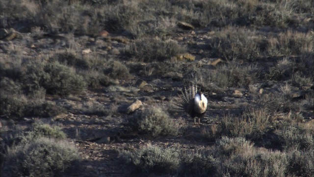 Gunnison-Beifußhuhn - ML460032