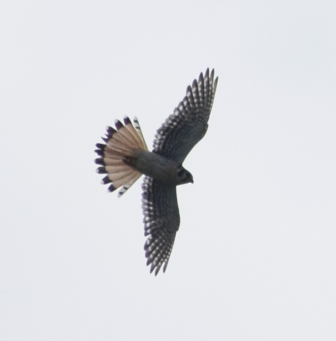 American Kestrel - Richard Buist