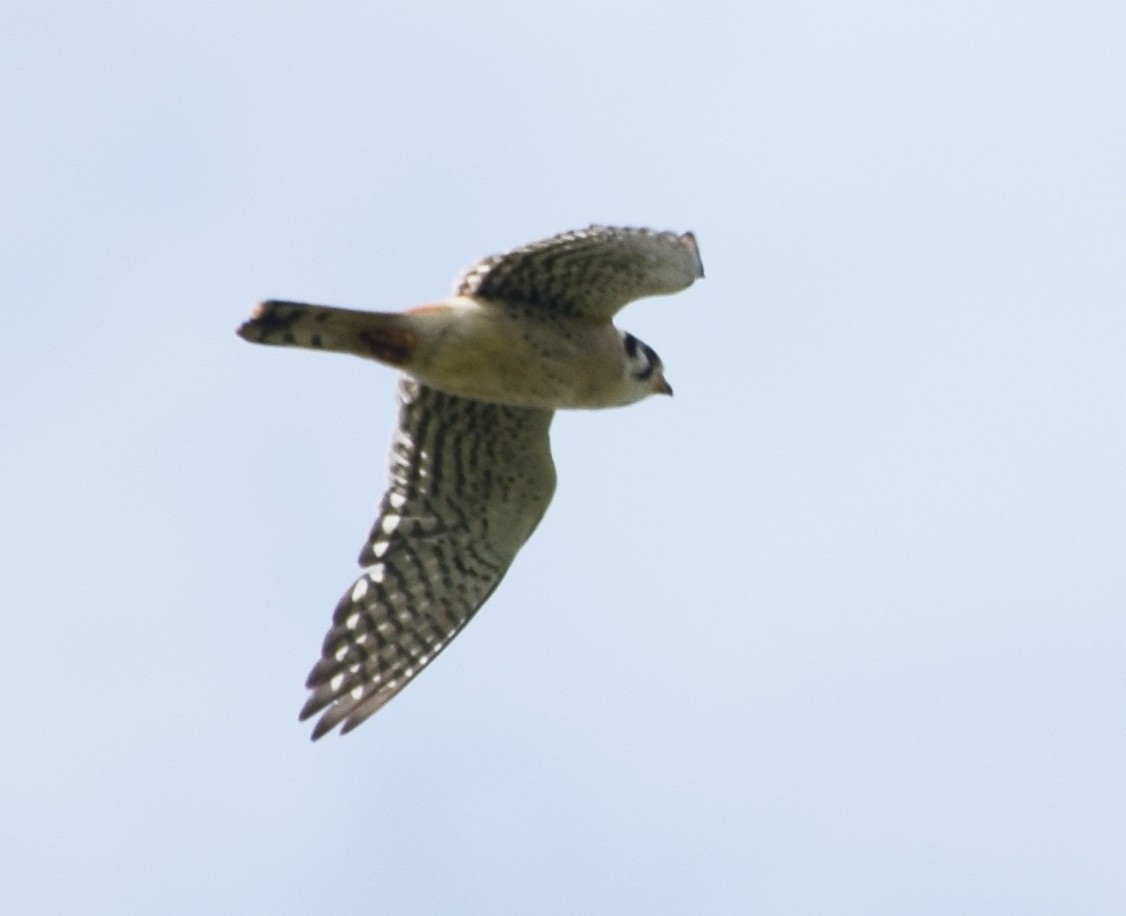 American Kestrel - ML460032401