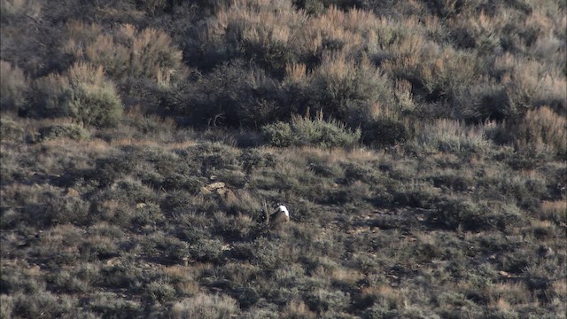 Gunnison-Beifußhuhn - ML460033