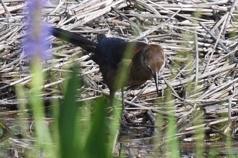 Boat-tailed Grackle - ML460033231